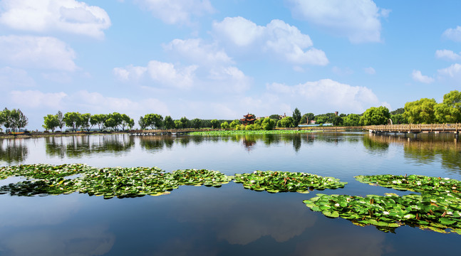 湖景荷塘风光