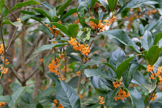 桂花花枝