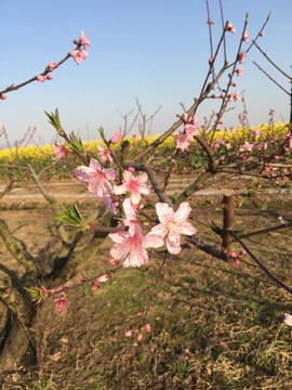 桃花