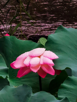 雨荷