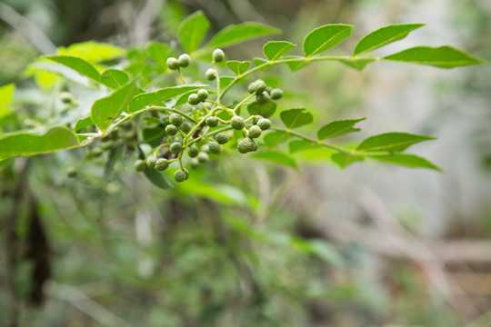 花椒园里种植的青花椒