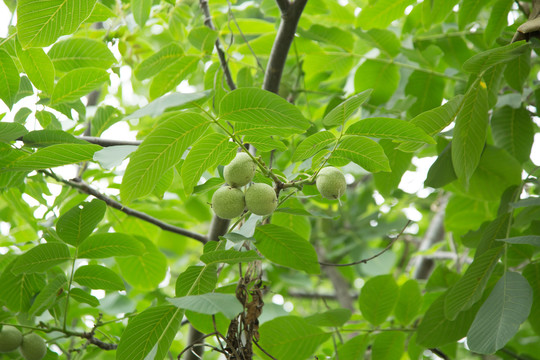 果园里的山核桃树