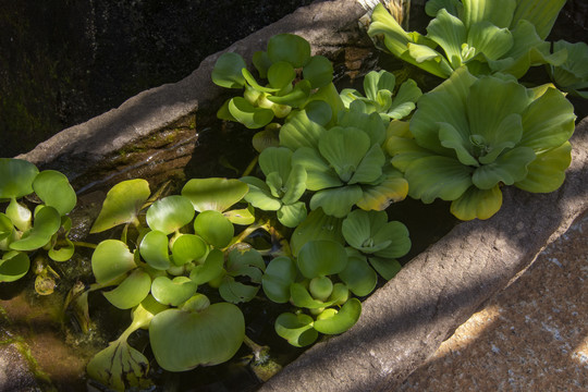 石槽水葫芦