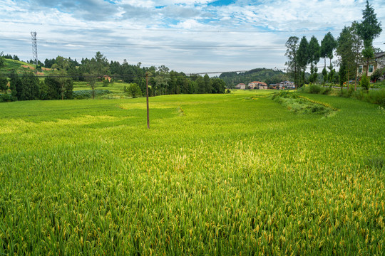 丰收的田野