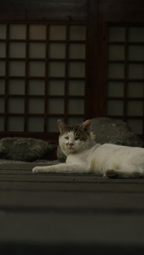 猫