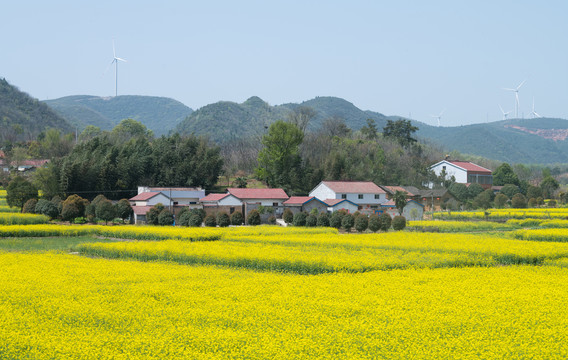 油菜花