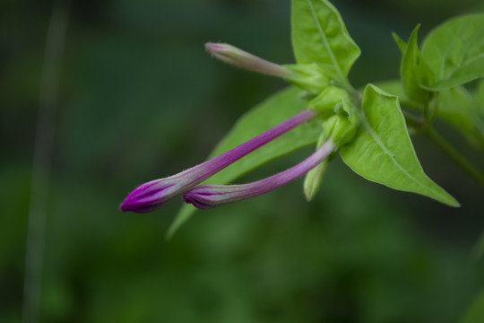 紫茉莉