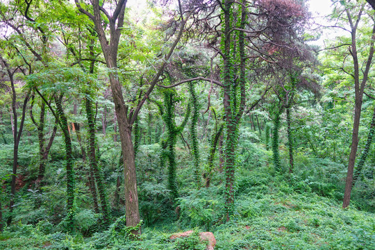 北戴河联峰山茂密的森林