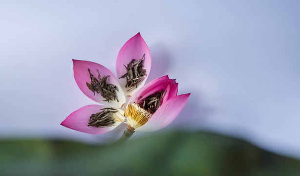 荷花茶