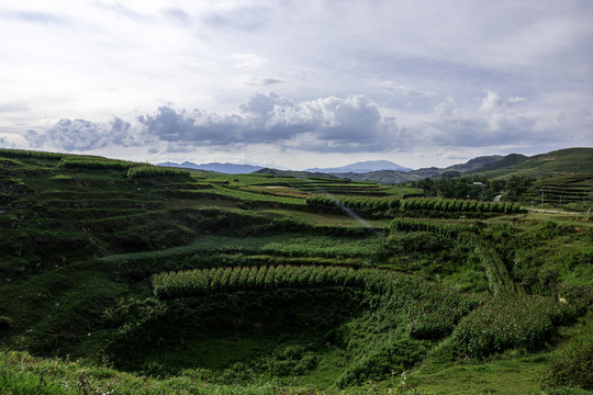 绿色乡村土地