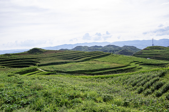 绿色乡村