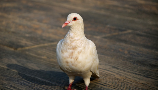 鸽子