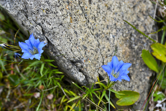 川西路边小花