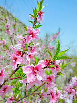 桃花开