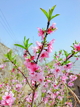 桃花开