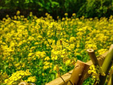 油菜花