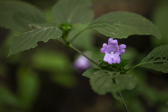 少花马蓝