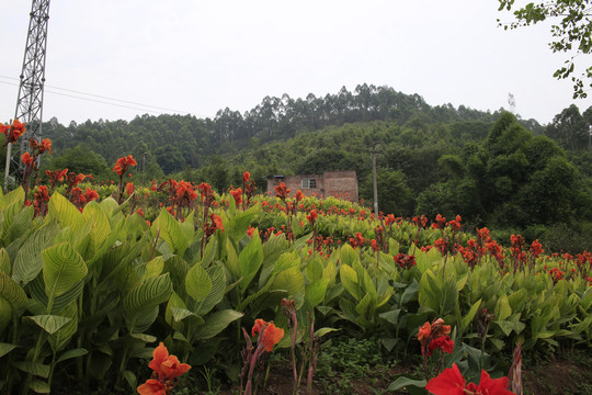 山里人家