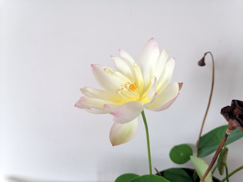 碗莲