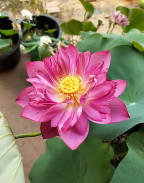 碗莲