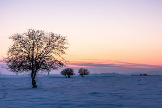 冬季雪原傍晚晚霞一棵树