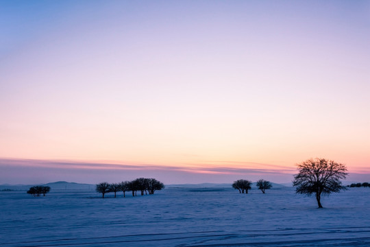 冬季傍晚夕阳一棵树
