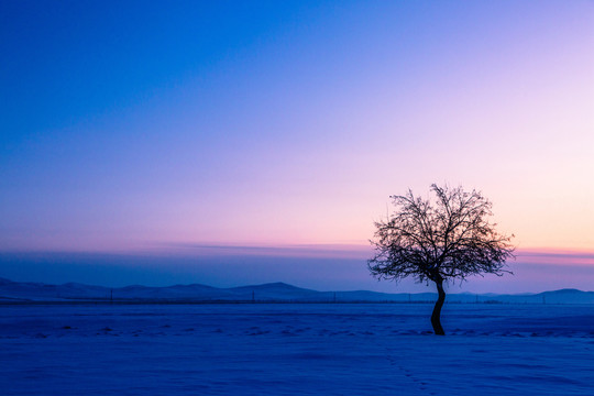 草原雪原傍晚一棵树