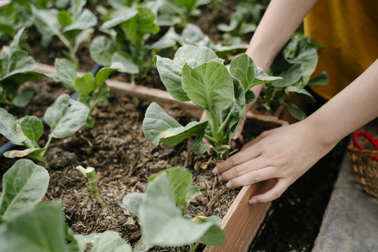 亚洲农妇在温室里捡蔬菜。