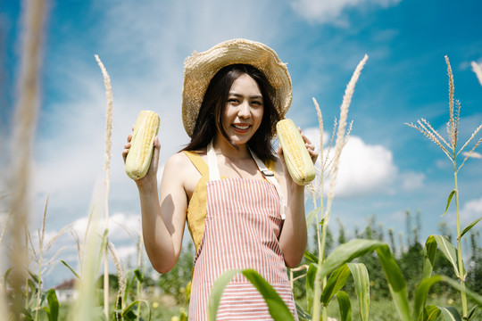 美丽的亚洲农妇在农场收割玉米。