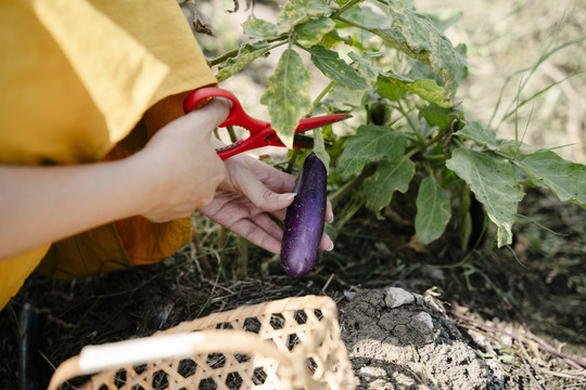 特写手-亚洲农妇用剪刀切茄子。