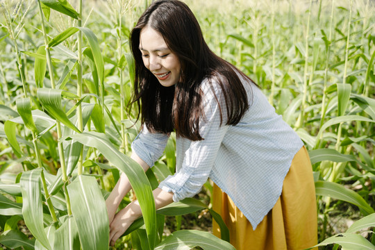 美丽的亚洲农妇在野外收割生玉米。