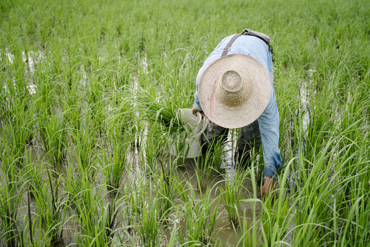 亚洲农民在春天的泥地里种植水稻。