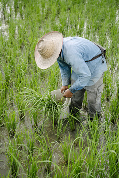 亚洲农民在春天的泥地里种植水稻。