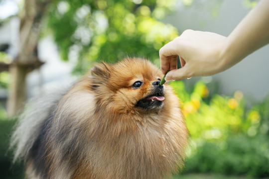 在公园里，狗波美拉尼亚斯皮茨正在吃主人手上的食物。