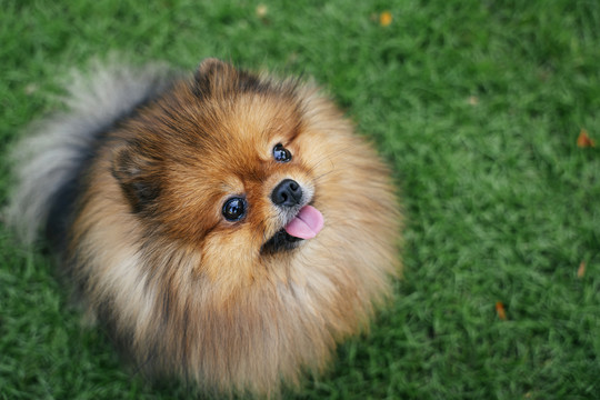 波美拉尼亚斯皮茨犬在绿草地公园玩耍。
