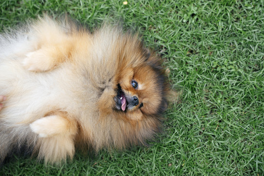俯视图-波美拉尼亚斯皮茨犬躺在绿色草地上。