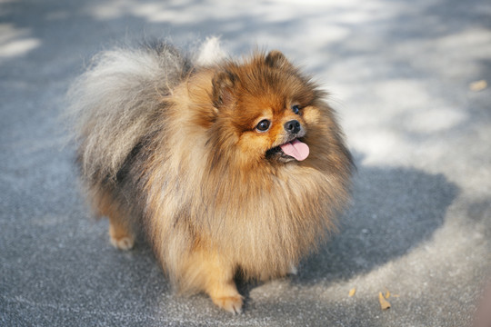 波美拉尼亚斯皮茨犬快乐地在公园里散步。