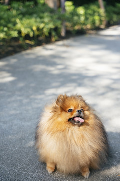 波美拉尼亚斯皮茨犬快乐地在公园里散步。