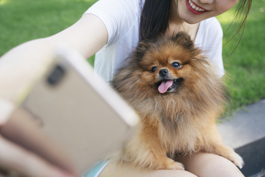 波美拉尼亚斯皮茨犬和亚洲主人用智能手机合影。