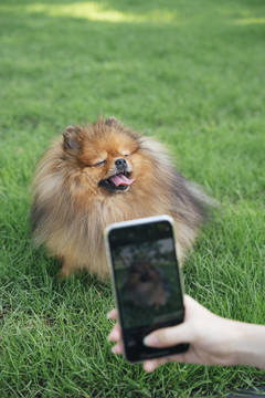 女主人在公园里用智能手机给她的狗拍照。