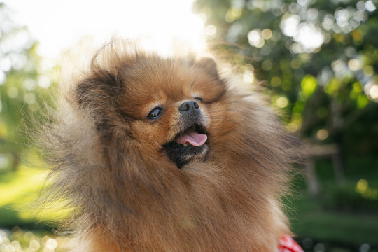 波美拉尼亚犬斯皮茨在公园里伸出舌头。