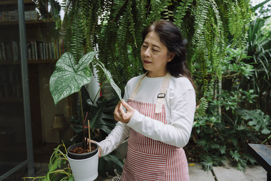 在花园里照料植物的亚洲老妇人。