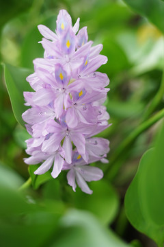 水葫芦花