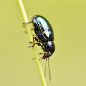 绿色甲虫