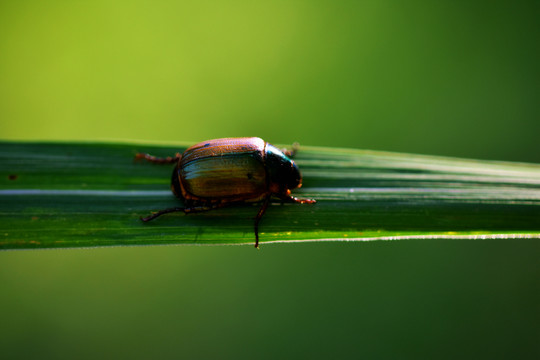 甲虫摄影