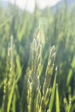 水稻稻花