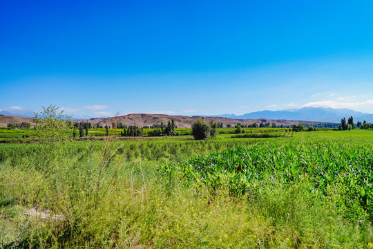 新疆农业环境