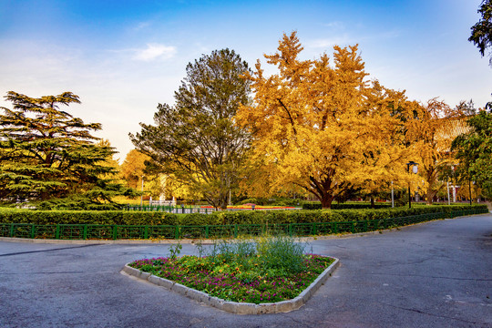 北京大学三角形小花坛