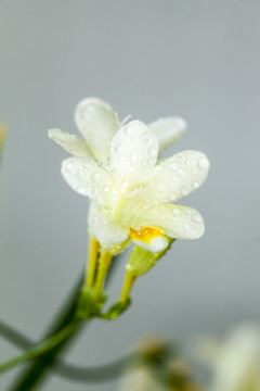 清新花卉香雪兰