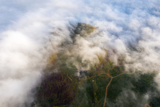 金山云雾